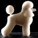 Mr. Jiang Poodle Full Body Hair Lamb - wymienna sierść do manekina groomerskiego Toy Poodle, kremowa