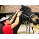 Heiniger Progress - Professional Powerful Horse & Cattle Shearing Clipper 80W