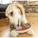 PetSafe Busy Buddy Slab o' Sirloin - gryzak z przysmakiem dla psa, stek wołowy