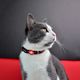 Dashi Stripes Red & Black Cat Collar - obroża dla kota, paski czerwono-czarne