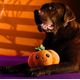 Dashi Halloween Plush Toy Boo - soft lovely pumpkin for dog play