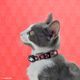 Dashi La Casa De Papel Mask Cat Collar - obroża dla kota, motyw z serialu Dom z Papieru, czerwono-czarna