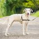 PetSafe Easy Walk Harness Black - szelki i smycz dla psa, zestaw czarny