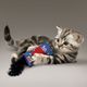 KONG Kickeroo Refillable - mały kopacz dla kota, z ogonem i kieszonką na kocimiętkę
