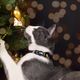 Dashi Spark Cat Collar - świąteczna obroża dla kota, wzór w prezenty