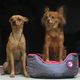 Kiwi Walker Running Oval Pet Bed Blue - owalne legowisko dla psa z pianką memory foam, niebieskie