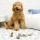 Nylabone Gourmet Strong Chew Toy Bundle Bacon & Chicken - Set of Dog Chews for a Small Dog, Bacon and Chicken Flavour, 2 pcs.