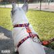 Dashi Pumpkin Back Harness - regulowane szelki guard dla psa, wzór w dynie Halloween