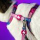 Dashi Lumix Haze Cat Harness + Leash - Harness & Leash Set for Cats, Pink-Purple