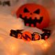 Dashi Pumpkin Collar - obroża dla psa, wzór w dynie Halloween