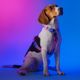 Dashi Lumix Haze Back Harness - Adjustable Guard Harness for Dogs, Pink & Purple