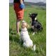 Kiwi Walker Reward Pocket - kolorowa saszetka na smakołyki dla psa