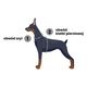 Dashi Stripes Orange & Black Back Harness - regulowane szelki guard dla psa, paski