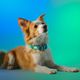 Dashi Lumix Borealis Collar - Dog Collar, Blue-Green