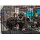 Show Tech Puppy Play Pen Large 122x122x81cm - klatka dla szczeniąt z podwójnym, regulowanym spodem