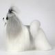 Mr. Jiang Shih Tzu Full Body Hair Grey & White - wymienna sierść do manekina groomerskiego Small Model Dog, szaro-biała