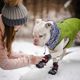 Kurgo Blaze Dog Boots 2szt. - buty dla psa, całoroczne
