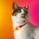 Dashi Lumix Solar Cat Collar - Pink & Yellow