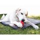 KONG Travel Fold-Up Mat 90x60x5cm - Foldable Travel Dog Bed