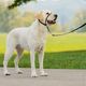 PetSafe Easy Walk Headcollar Black - kantar dla psa, obroża uzdowa i smycz