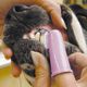 Show Tech Oral Hygiene Kit - Toothbrushing Kit for Dogs & Cats