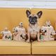 Outward Hound Hide A Squirrel Dog Toy Puzzle - pluszowa zabawka logiczna dla psa, wiewiórki w dziupli