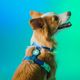 Dashi Lumix Borealis Back Harness - Adjustable Guard Harness for Dogs, Blue-Green
