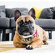 Max&Molly GOTCHA! Smart ID Tropical Collar - obroża z zawieszką smart Tag dla psa