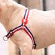 Dashi Stripes Red & Blue Front Harness - szelki norweskie dla psa, no-pull, paski czerwono-niebieskie