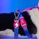Dashi Lumix Haze Leash 120cm - Urban Tape Dog Leash, Pink-Purple