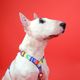 Dashi Betty You Back Harness - regulowane szelki guard dla psa, wzór z serii Betty Boop