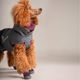 Hurtta Weekend Warrior Boots Eggplant - Protective Dog Boots, Waterproof - 2pcs
