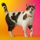 Dashi Lumix Solar Cat Collar - Pink & Yellow