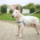 Dashi Solid Front Harness Grey - szelki norweskie dla psa, no-pull, szare