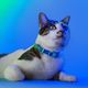 Dashi Lumix Borealis Cat Collar - Blue&Green