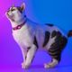 Dashi Lumix Haze Cat Collar - Pink & Purple