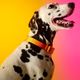 Dashi Lumix Solar Collar - Dog Collar, Pink-Yellow