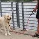 KONG Rope Leash One Size Red 1,5m - smycz linowa dla psa z odblaskowymi przeszyciami, czerwona