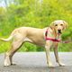 PetSafe Easy Walk Harness Raspberry Pink - szelki i smycz dla psa, zestaw różowy