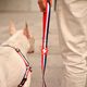 Dashi Stripes Red & Blue Front Harness - szelki norweskie dla psa, no-pull, paski czerwono-niebieskie
