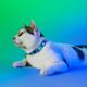 Dashi Lumix Borealis Cat Collar - Blue&Green