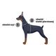 Dashi La Casa De Papel Golden Back Harness - regulowane szelki guard dla psa, motyw z serialu Dom z Papieru, czarne
