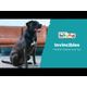 Outward Hound Durablez Snake L Blue - piszcząca zabawka dla psa, bez wypełnienia, niebieski wąż