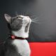 Dashi Stripes Red & Black Cat Collar - obroża dla kota, paski czerwono-czarne