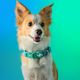 Dashi Lumix Borealis Collar - Dog Collar, Blue-Green