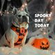 Dashi Pumpkin Neo Mesh Harness - bezuciskowe, dwustronne szelki dla psa, wzór w dynie Halloween