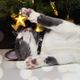 Dashi Spark Cat Collar - świąteczna obroża dla kota, wzór w prezenty