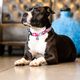 Max&Molly GOTCHA! Smart ID Cherry Bloom Collar - obroża z zawieszką smart Tag dla psa