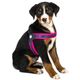 Max&Molly Q-Fit Harness Pink - szelki step in dla psa, lekkie i regulowane