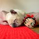 Dashi Betty XXI Plush Toy For Dogs 13cm - pluszowa zabawka dla psa z piszczałką, głowa Betty Boop